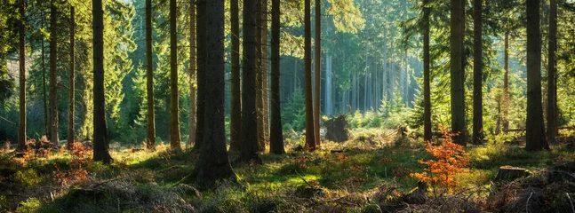 Photo sur Plexiglas Forêt des fées Forêt panoramique ensoleillée en automne