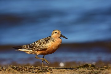 The red knot (Calidris canutus) in breeding plumage