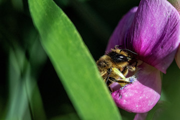 Wildbienen