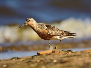 The red knot (Calidris canutus) in breeding plumage