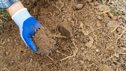 Men holding an organic fertilizer for a plant.