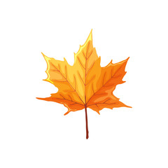 Hand drawn maple leaf. Colorful and bright maple leaf isolated on white background.