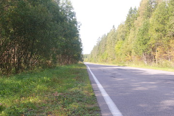 Лесная дорога