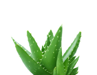 Fototapeta premium Aloe vera with green leaves on white background