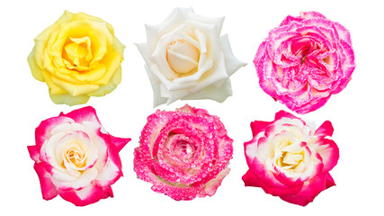 Pink, white, and yellow roses isolated on a white background.