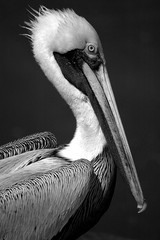Pelican profile close up background