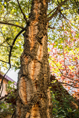 Close up of the bark of a rare cork tree in Nemea, Peloponnese, Greece