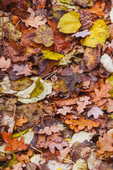Colorful autumn leaves laying on ground. View from above.