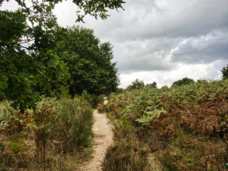 Obraz premium Rundgang Wahner Heide 