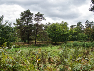 Rundgang Wahner Heide 