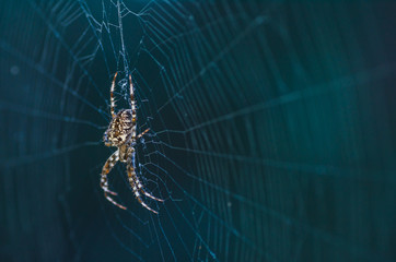 brown scary spider predator insect on a light background in the wild, close-up beautiful spooky spider