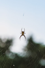 brown scary spider predator insect on a light background in the wild, close-up beautiful spooky spider
