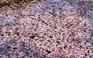 桜　水　素材