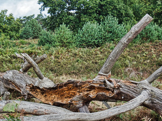 Obraz premium Rundgang Wahner Heide 