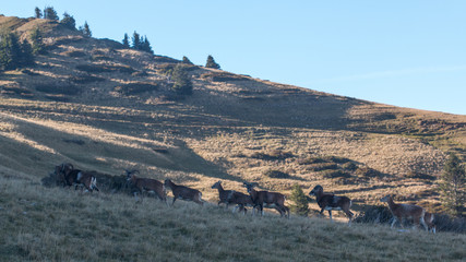 Troupeau de Mouflons en Chartreuse