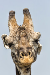 Portrait of a male giraffe in the Masai Mara National Park in Kenya