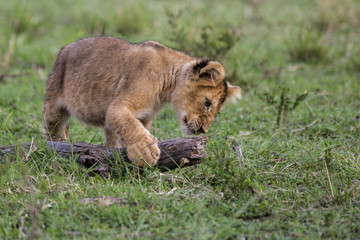 lion cub playing in the Masai Mara National Park in Kenya