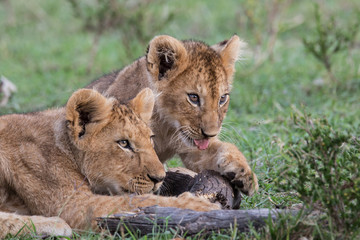 Fototapeta na wymiar lion cub playing in the Masai Mara National Park in Kenya