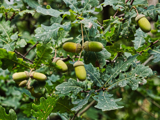 Obraz premium Rundgang Wahner Heide 