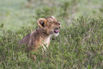 lion cub yawning in the Masai Mara National Park in Kenya
