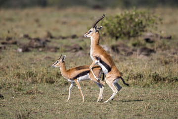 Thomson gazelles mating in the Masai Mara National Park in Kenya