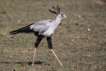 Fototapeta premium Secretary bird walking in the Masai Mara National Park in Kenya