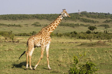 Naklejka na ściany i meble Big male giraffe in the Masai Mara National Park in Kenya