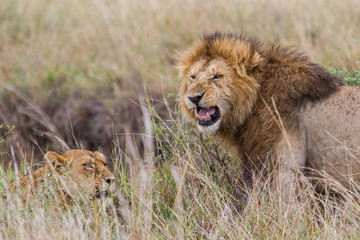 Portrait of a male lion in the Masai Mara National Park in Kenya