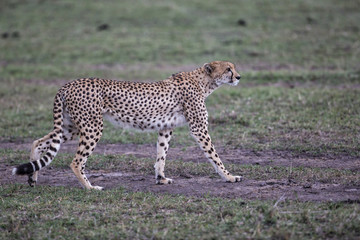 Cheetah in the Masai Mara National Park in Kenya