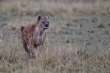 Hyena running in the Masai Mara National Park in Kenya