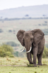 Fototapeta na wymiar Elephant in the Masai Mara National Park in Kenya