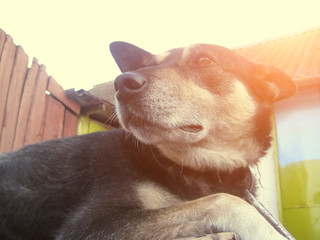 Dog portrait outdoors, with instagram style filter