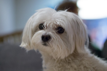 Maltese