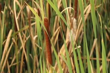 Une balade en campagne