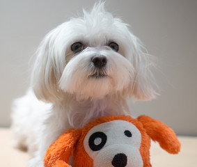 Maltese
