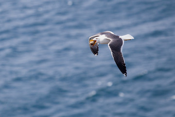 Fototapeta na wymiar seagull flying above the ocean with a stolen egg in his beak