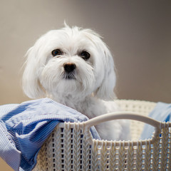 Maltese