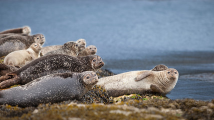 some seals resting on a rock on the coast. They  are looking towards the camera © peter verreussel