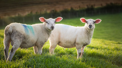 two sheep in a meadow staring at the camera
