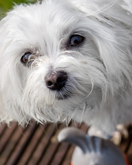 Maltese