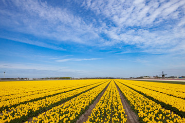 yellow tulip field with old windmill on the horizon. The strokes are poiting to a vanishing pont at the horizon