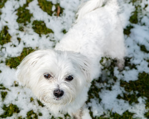 Maltese