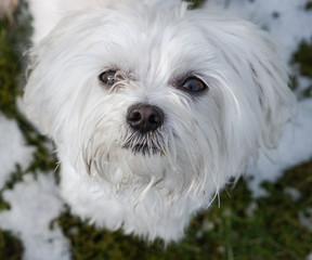 Maltese