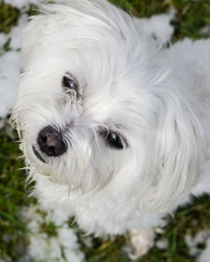 Maltese