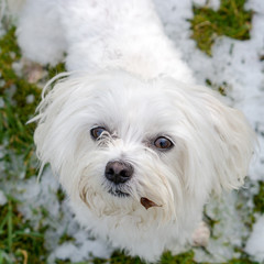 Maltese