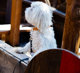 Maltese