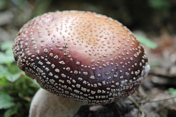 Mushroom