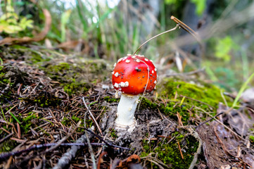 Forest toadstools in a huge forest.