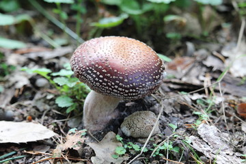 Mushroom