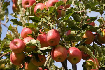 frische, reife, rote, saftige Äpfel am Baum
